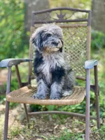 Duke (F1B), a male Labradoodle for sale in Graham, AL – Photo 10 of 10