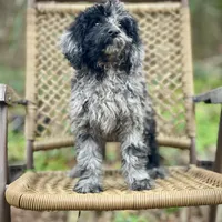 Jazzy (F1B), a female Labradoodle for sale in Newnan, GA – Photo 8 of 10