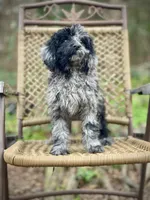 Jazzy (F1B), a female Labradoodle for sale in Newnan, GA – Photo 8 of 10