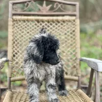 Jazzy (F1B), a female Labradoodle for sale in Newnan, GA – Photo 7 of 10