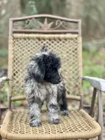 Jazzy (F1B), a female Labradoodle for sale in Newnan, GA – Photo 7 of 10