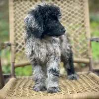 Jazzy (F1B), a female Labradoodle for sale in Newnan, GA – Photo 9 of 10