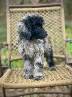 Jazzy (F1B), a female Labradoodle for sale in Newnan, GA – Photo 9 of 10