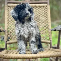 Jazzy (F1B), a female Labradoodle for sale in Newnan, GA – Photo 6 of 10