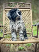 Jazzy (F1B), a female Labradoodle for sale in Newnan, GA – Photo 6 of 10
