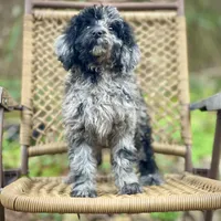 Jazzy (F1B), a female Labradoodle for sale in Newnan, GA – Photo 4 of 10