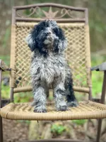 Jazzy (F1B), a female Labradoodle for sale in Newnan, GA – Photo 4 of 10