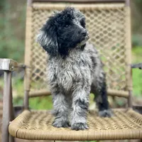 Jazzy (F1B), a female Labradoodle for sale in Newnan, GA – Photo 5 of 10