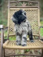 Jazzy (F1B), a female Labradoodle for sale in Newnan, GA – Photo 5 of 10