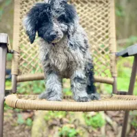 Jazzy (F1B), a female Labradoodle for sale in Newnan, GA – Photo 2 of 10