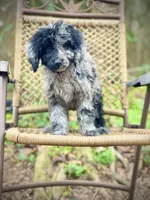 Jazzy (F1B), a female Labradoodle for sale in Newnan, GA – Photo 2 of 10