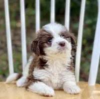 Ginger, a female Aussiedoodle for sale in Newnan, GA – Photo 4 of 9
