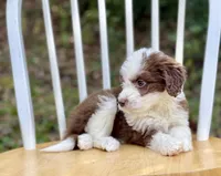 Ginger, a female Aussiedoodle for sale in Newnan, GA – Photo 8 of 9