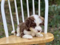 Ginger, a female Aussiedoodle for sale in Newnan, GA – Photo 7 of 9