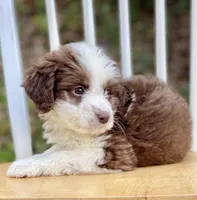 Ginger, a female Aussiedoodle for sale in Newnan, GA – Photo 6 of 9