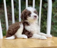 Ginger, a female Aussiedoodle for sale in Newnan, GA – Photo 5 of 9