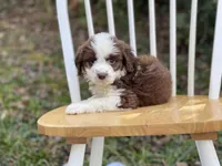 Ginger, a female Aussiedoodle for sale in Newnan, GA – Photo 3 of 9