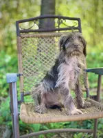 Winston (F1B), a male Labradoodle for sale in Graham, AL – Photo 7 of 8