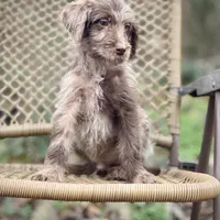 Winston (F1B), a male Labradoodle for sale in Newnan, GA – Photo 3 of 9