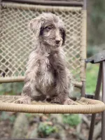 Winston (F1B), a female Labradoodle for sale in Newnan, GA – Photo 3 of 9