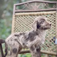 Winston (F1B), a male Labradoodle for sale in Newnan, GA – Photo 2 of 9