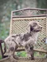 Winston (F1B), a female Labradoodle for sale in Newnan, GA – Photo 2 of 9