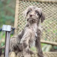 Winston (F1B), a male Labradoodle for sale in Newnan, GA – Photo 5 of 9