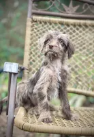 Winston (F1B), a female Labradoodle for sale in Newnan, GA – Photo 5 of 9