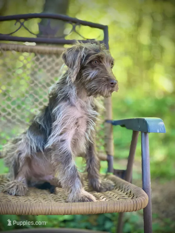 Winston (F1B) – Labradoodle puppy for sale in Graham, AL