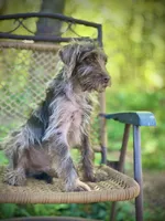 Winston (F1B), a male Labradoodle for sale in Graham, AL – Photo 1 of 8