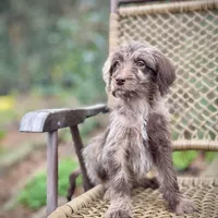 Winston (F1B), a male Labradoodle for sale in Newnan, GA – Photo 9 of 9