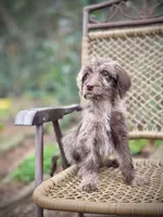 Winston (F1B), a female Labradoodle for sale in Newnan, GA – Photo 9 of 9