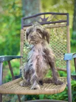 Winston (F1B), a male Labradoodle for sale in Graham, AL – Photo 4 of 8