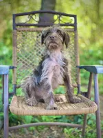 Winston (F1B), a male Labradoodle for sale in Graham, AL – Photo 5 of 8