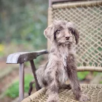 Winston (F1B), a male Labradoodle for sale in Newnan, GA – Photo 8 of 9