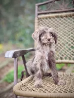 Winston (F1B), a female Labradoodle for sale in Newnan, GA – Photo 8 of 9