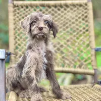 Winston (F1B), a male Labradoodle for sale in Newnan, GA – Photo 1 of 9