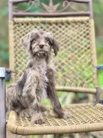 Winston (F1B), a female Labradoodle for sale in Newnan, GA – Photo 1 of 9