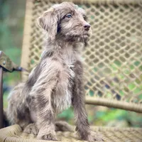 Winston (F1B), a male Labradoodle for sale in Newnan, GA – Photo 4 of 9
