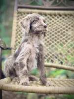 Winston (F1B), a female Labradoodle for sale in Newnan, GA – Photo 4 of 9
