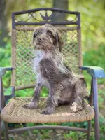 Winston (F1B), a male Labradoodle for sale in Graham, AL – Photo 8 of 8