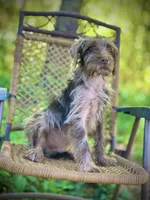 Winston (F1B), a male Labradoodle for sale in Graham, AL – Photo 2 of 8