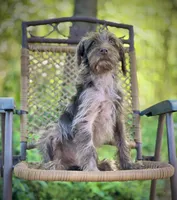 Winston (F1B), a male Labradoodle for sale in Graham, AL – Photo 3 of 8