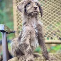 Winston (F1B), a male Labradoodle for sale in Newnan, GA – Photo 6 of 9
