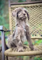 Winston (F1B), a female Labradoodle for sale in Newnan, GA – Photo 6 of 9