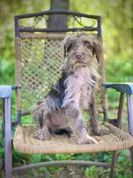 Winston (F1B), a male Labradoodle for sale in Graham, AL – Photo 6 of 8