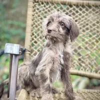 Winston (F1B), a male Labradoodle for sale in Newnan, GA – Photo 7 of 9