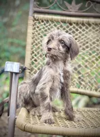 Winston (F1B), a female Labradoodle for sale in Newnan, GA – Photo 7 of 9