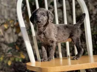 Presley (F1B), a male Labradoodle for sale in Newnan, GA – Photo 5 of 9
