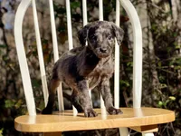 Presley (F1B), a male Labradoodle for sale in Newnan, GA – Photo 2 of 9